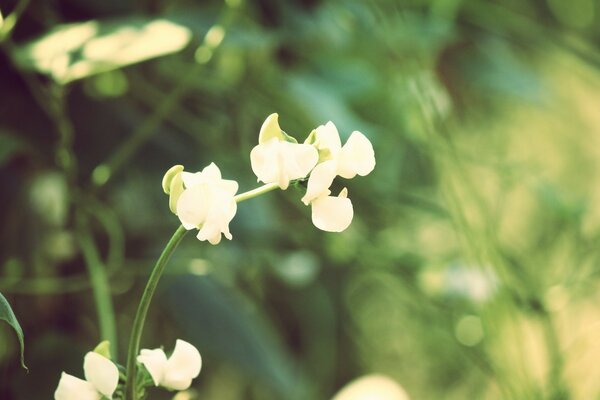 Fotografía de primer plano de una flor silvestre