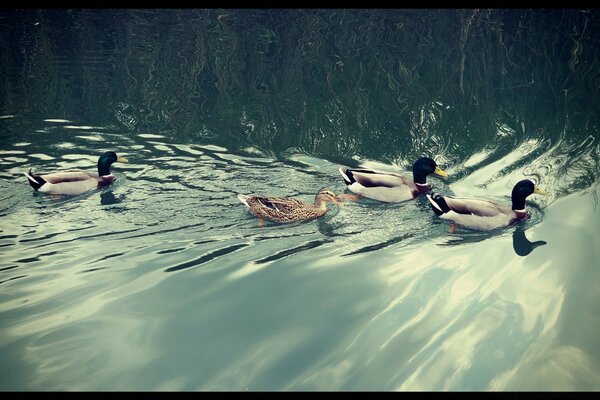 Eine Herde Enten schwimmt im Teich