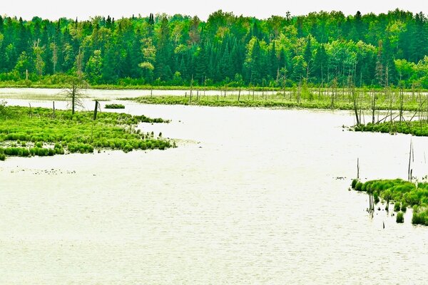 Bright green summer landscape