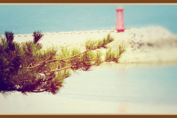 Tannenzweig auf Strandhintergrund