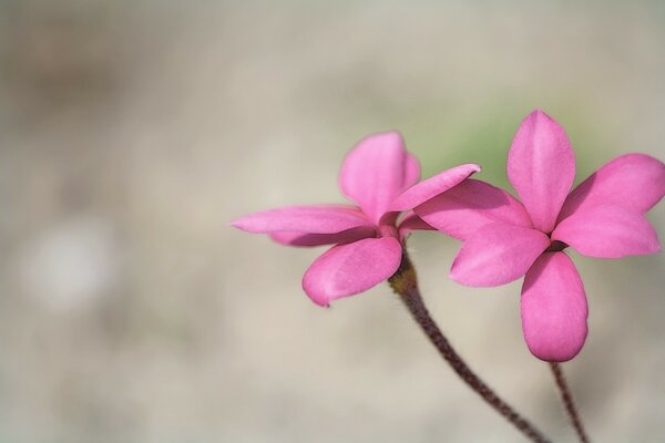 Bright pink flower on a blurry background