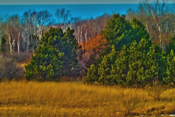 Paysage de forêt d Automne. Filtre aquarelle sur photo