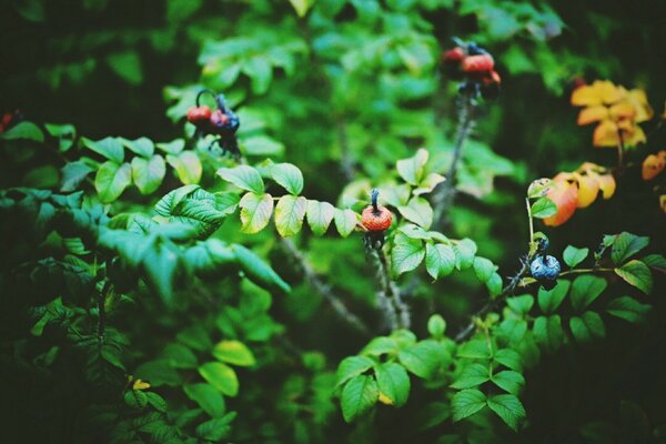 Zweige der Pflanze im Sommer