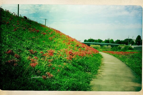 Blumen der Stadt. Sommerlandschaft