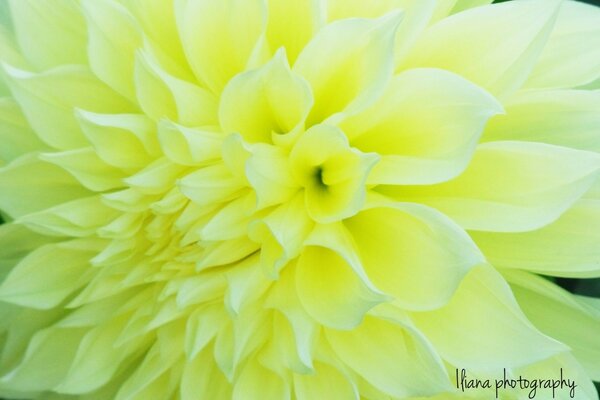 Hermosa flor amarilla brillante