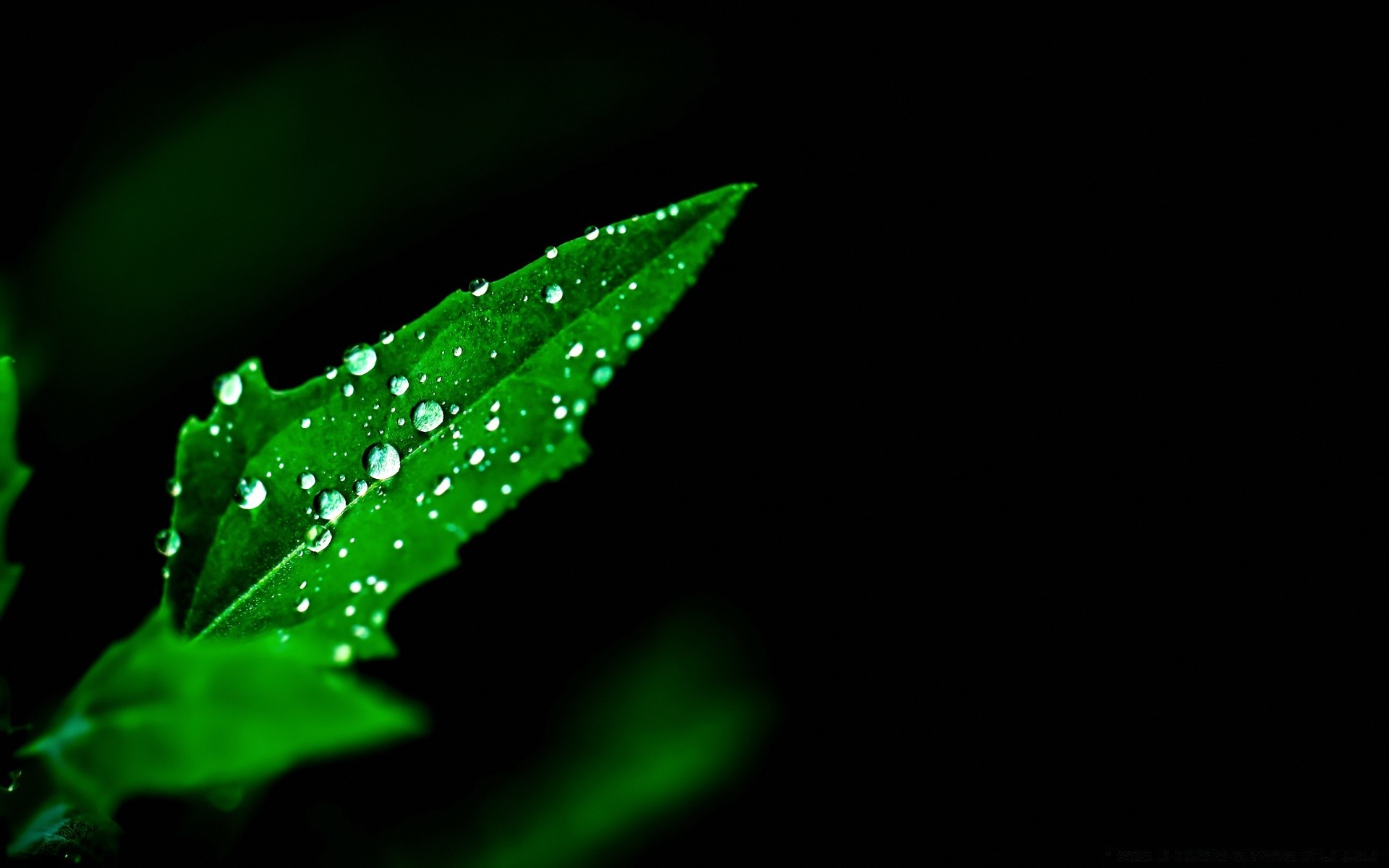 black leaf rain dew nature drop water flora growth abstract purity wet light