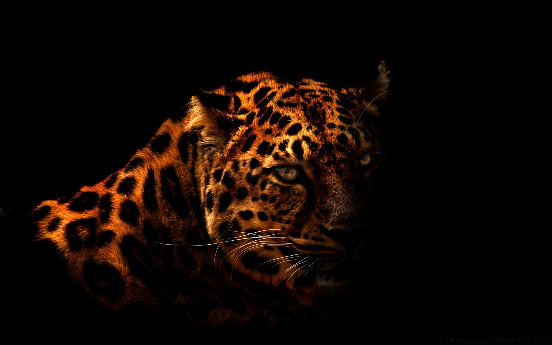 black cat leopard mammal tiger predator wildlife zoo animal portrait hunter danger safari carnivore