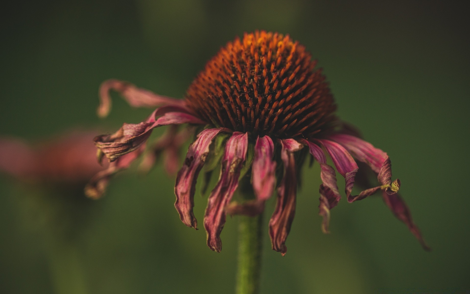 vintage kwiat natura na zewnątrz owad ogród flora liść światło dzienne