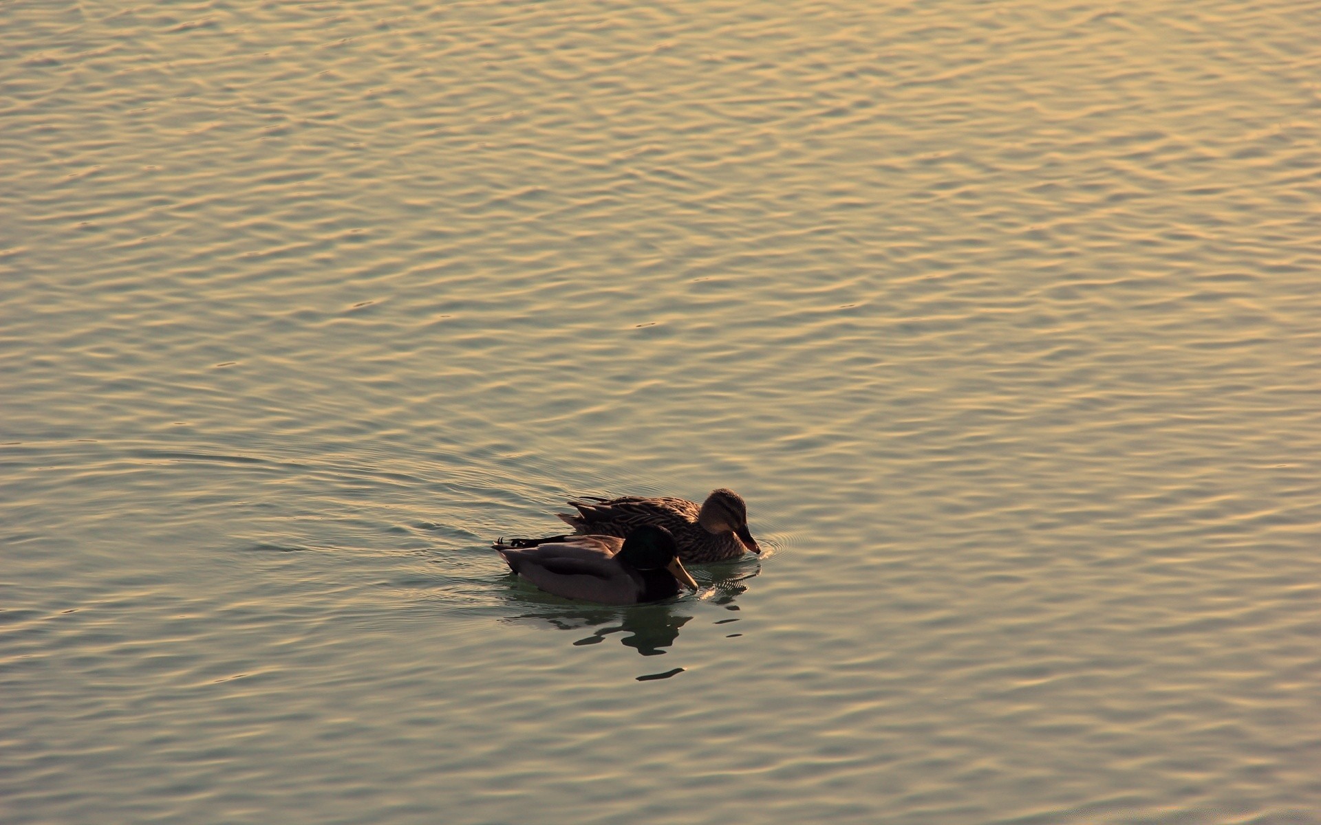 vintage eau réflexion plage oiseau lac canard rivière sauvagine mer océan sable mer