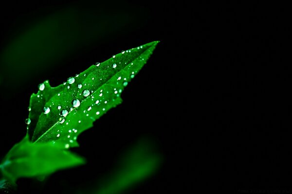 Rocío en una jugosa hoja verde