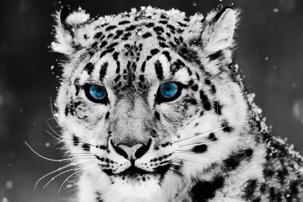 Snow Leopard - black and white portrait