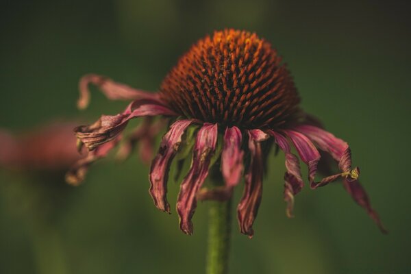 Fiore rosso d annata all aperto