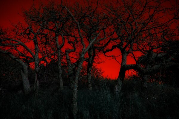 Bloody dawn in the twilight forest