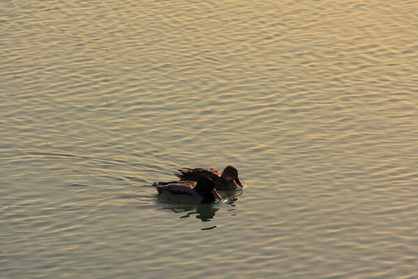 Two ducks swim in a pond