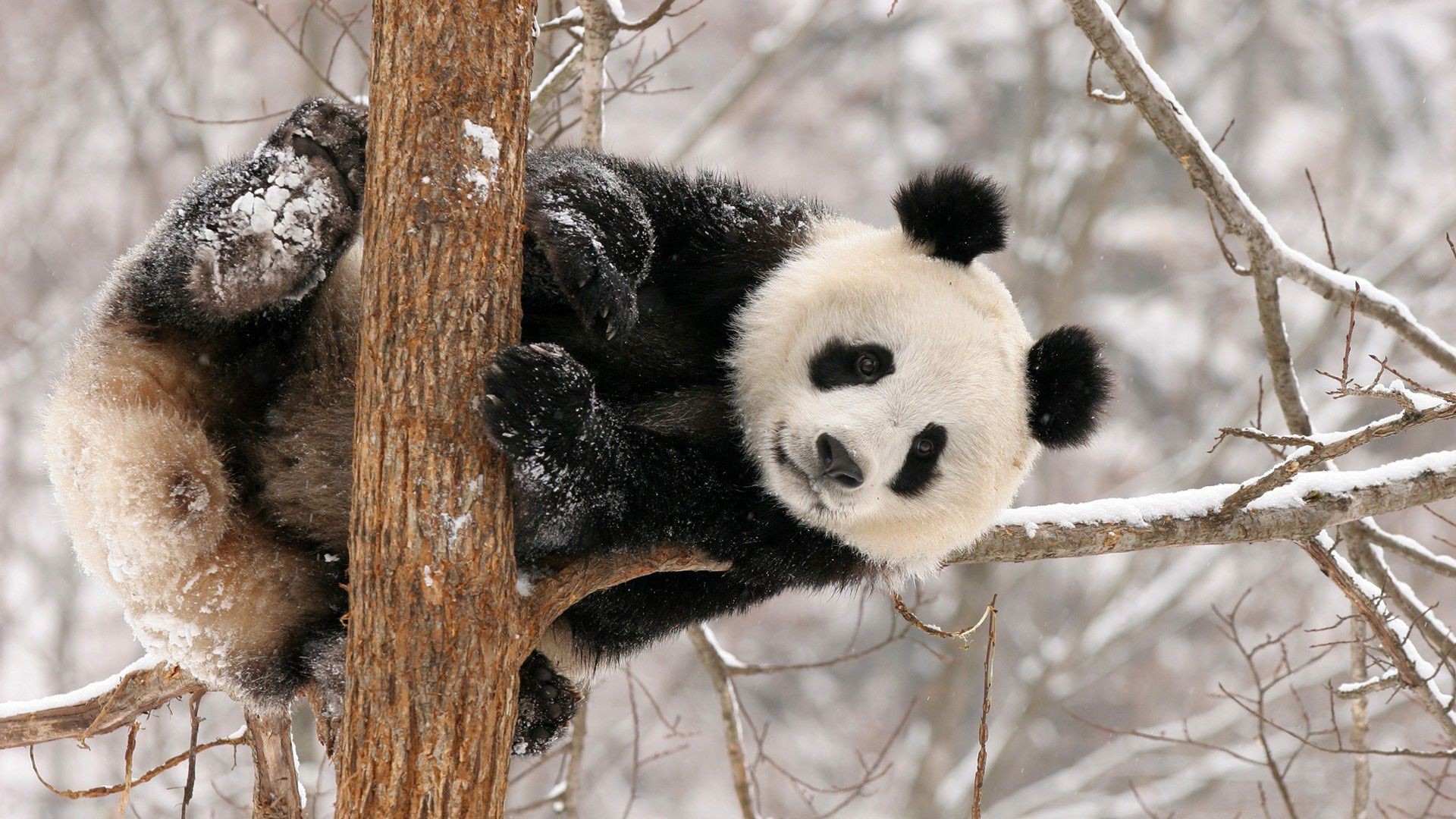 herbívoro invierno árbol animal naturaleza vida silvestre mamífero nieve madera frío al aire libre salvaje lindo piel escarcha