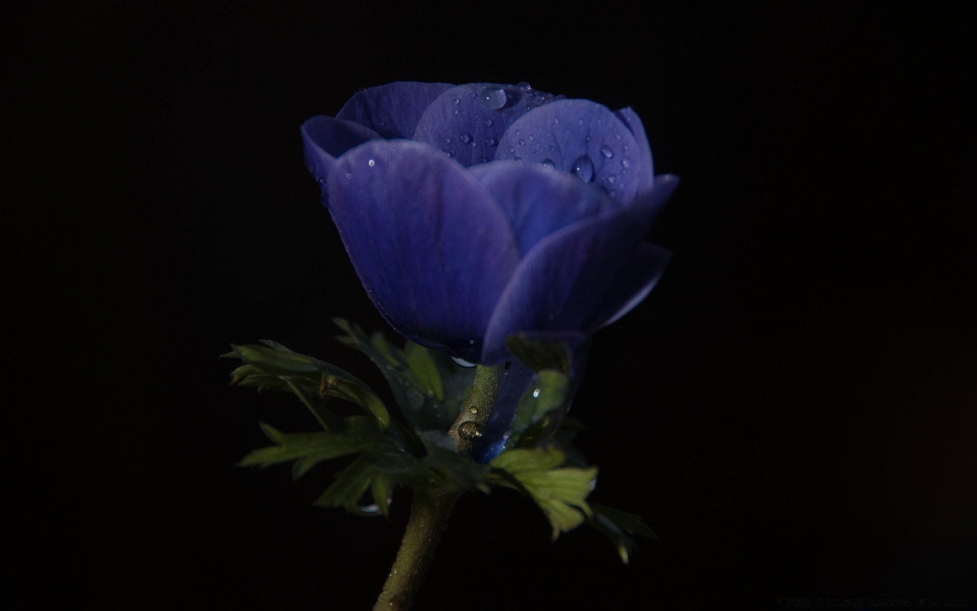 siyah çiçek doğa flora yaprak renk bahçe masaüstü ışık petal güzel narin