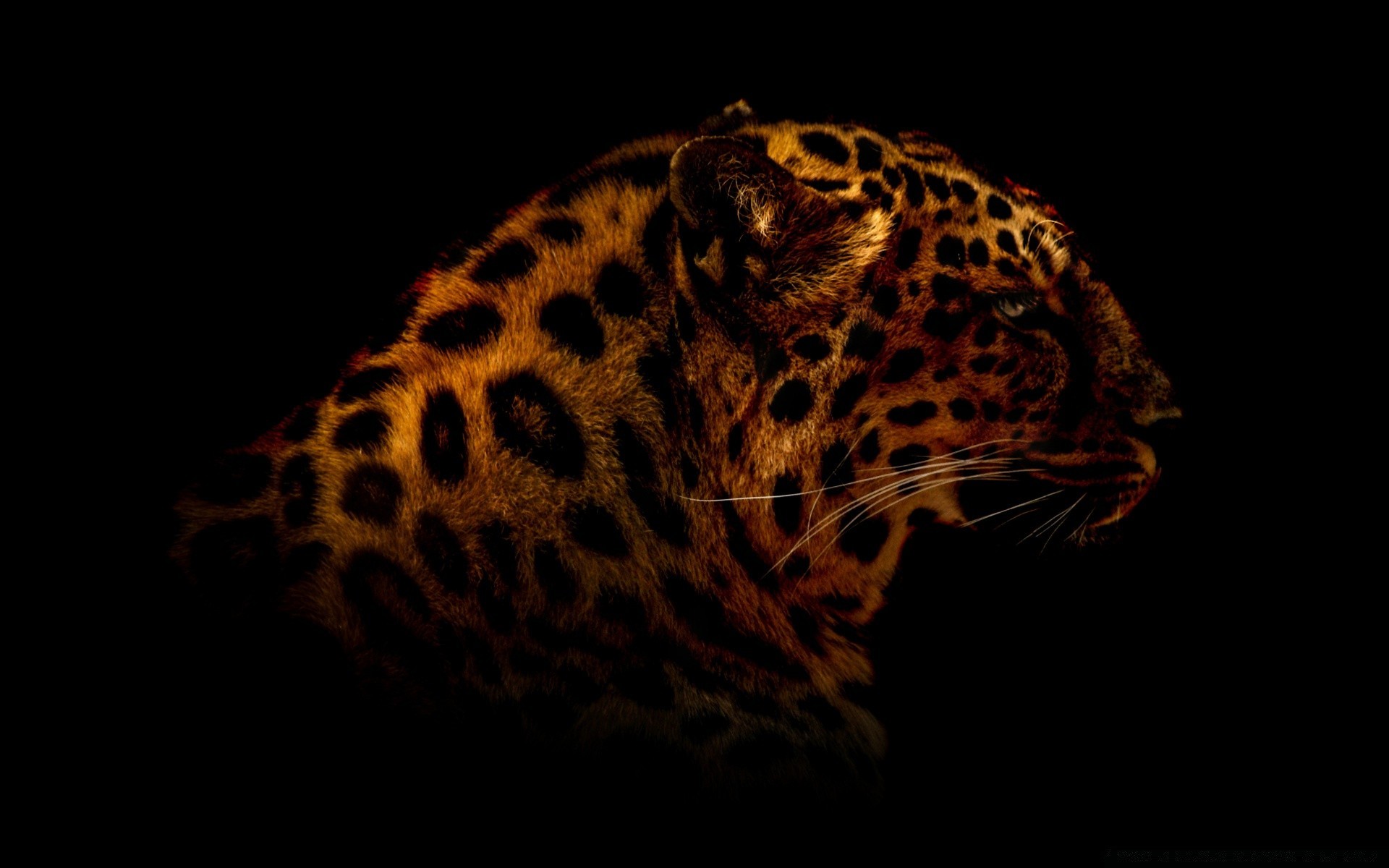 negro gato vida silvestre leopardo mamífero zoológico tigre animal retrato solo depredador vista lateral