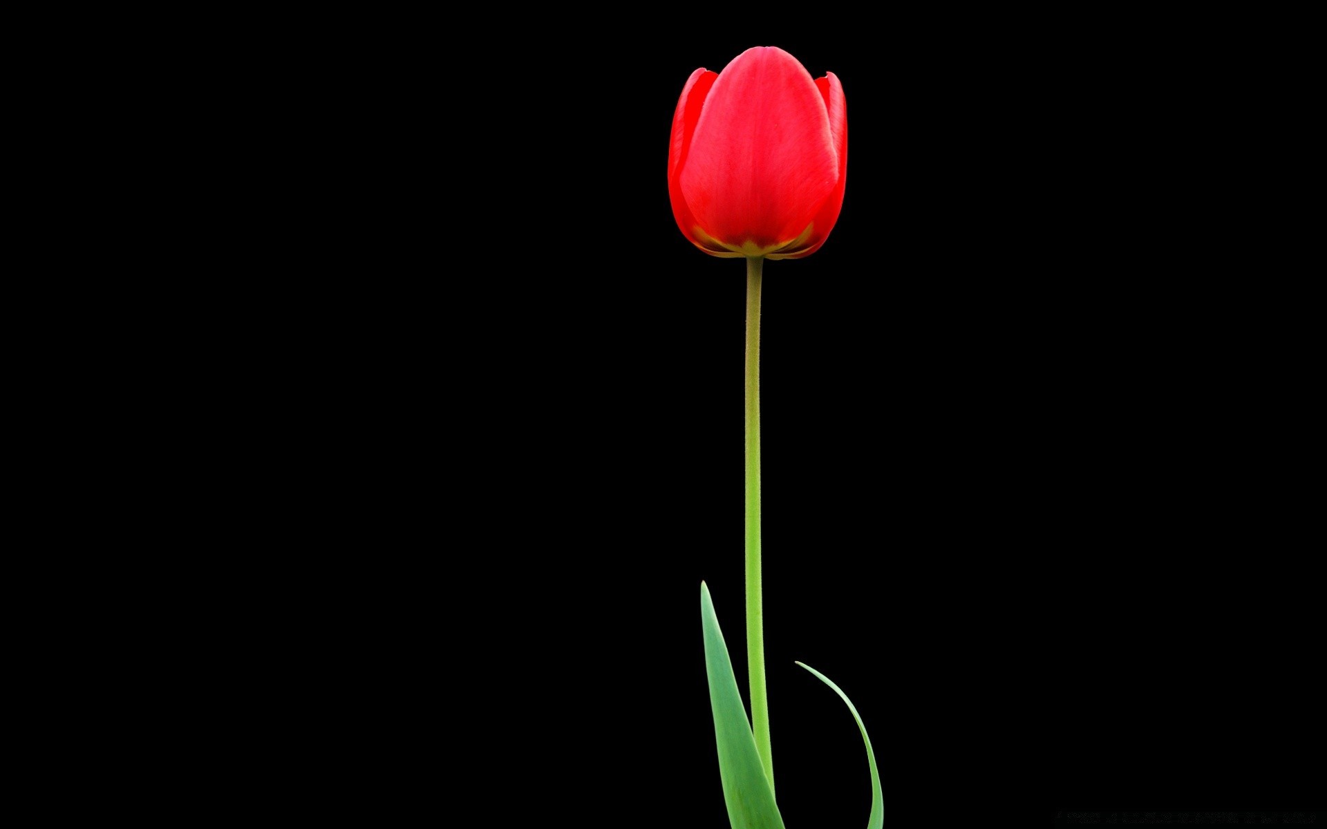 black tulip flower color desktop nature flora bright