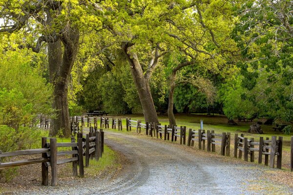 Forest trail in the summer in the village