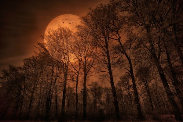 Foresta notturna sullo sfondo della Luna