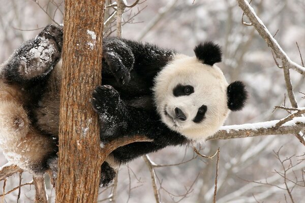 Panda on a tree in winter