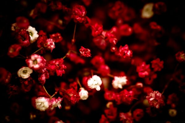 Petites fleurs rouges grand buisson