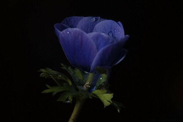 A blooming flower in the morning dew