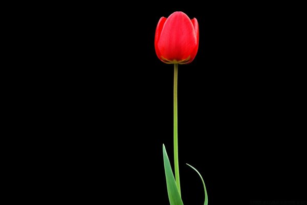 Tulipe rouge sur fond noir