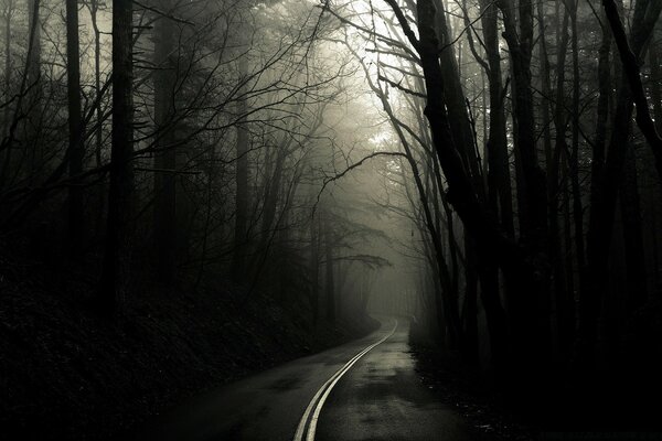 Monochrome image of a road in the forest