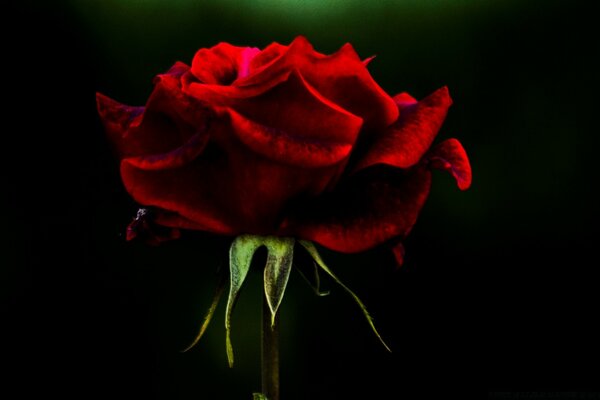 Red rose on a black background