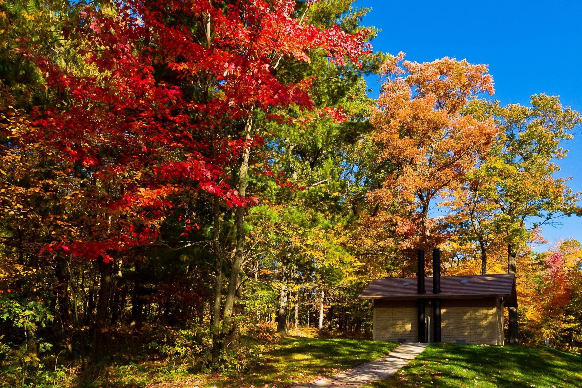 autumn tree fall leaf park nature season landscape wood outdoors maple garden scenic branch color flora environment rural bright