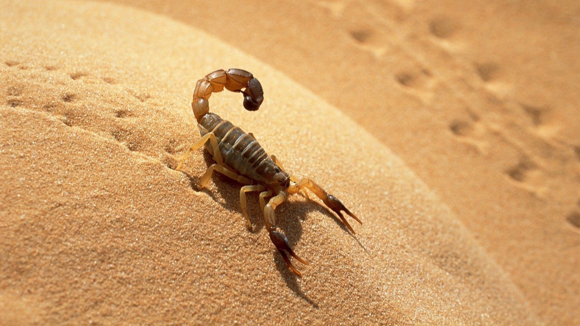 animaux sable plage invertébrés désert nature un mer coquille lumière du jour insecte crabe faune en plein air