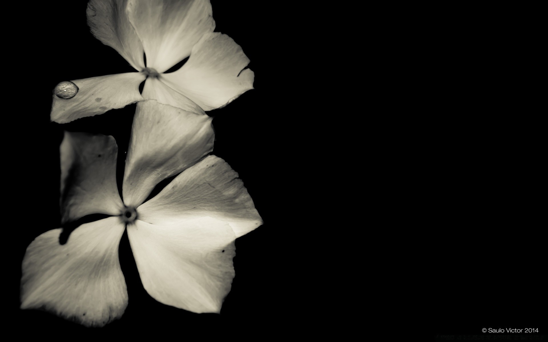 czarny kwiat natura streszczenie sztuka pulpit ciemny flora monochromatyczny kontrast