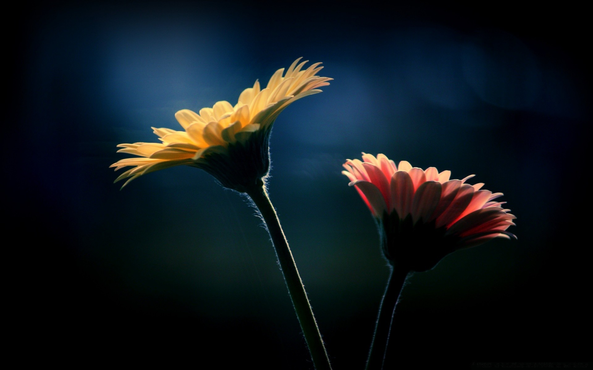 black flower nature flora color garden summer petal growth