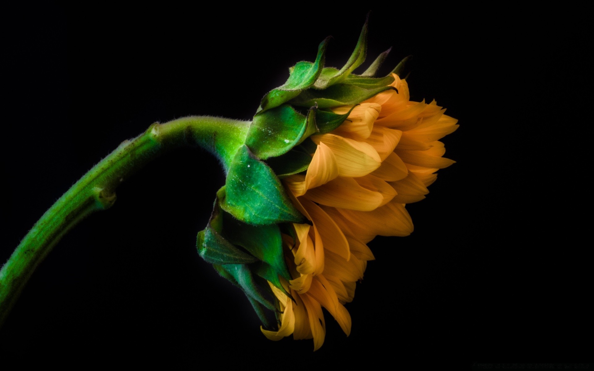 siyah çiçek doğa renk flora yaprak güzel masaüstü bahçe yakın çekim parlak ışık