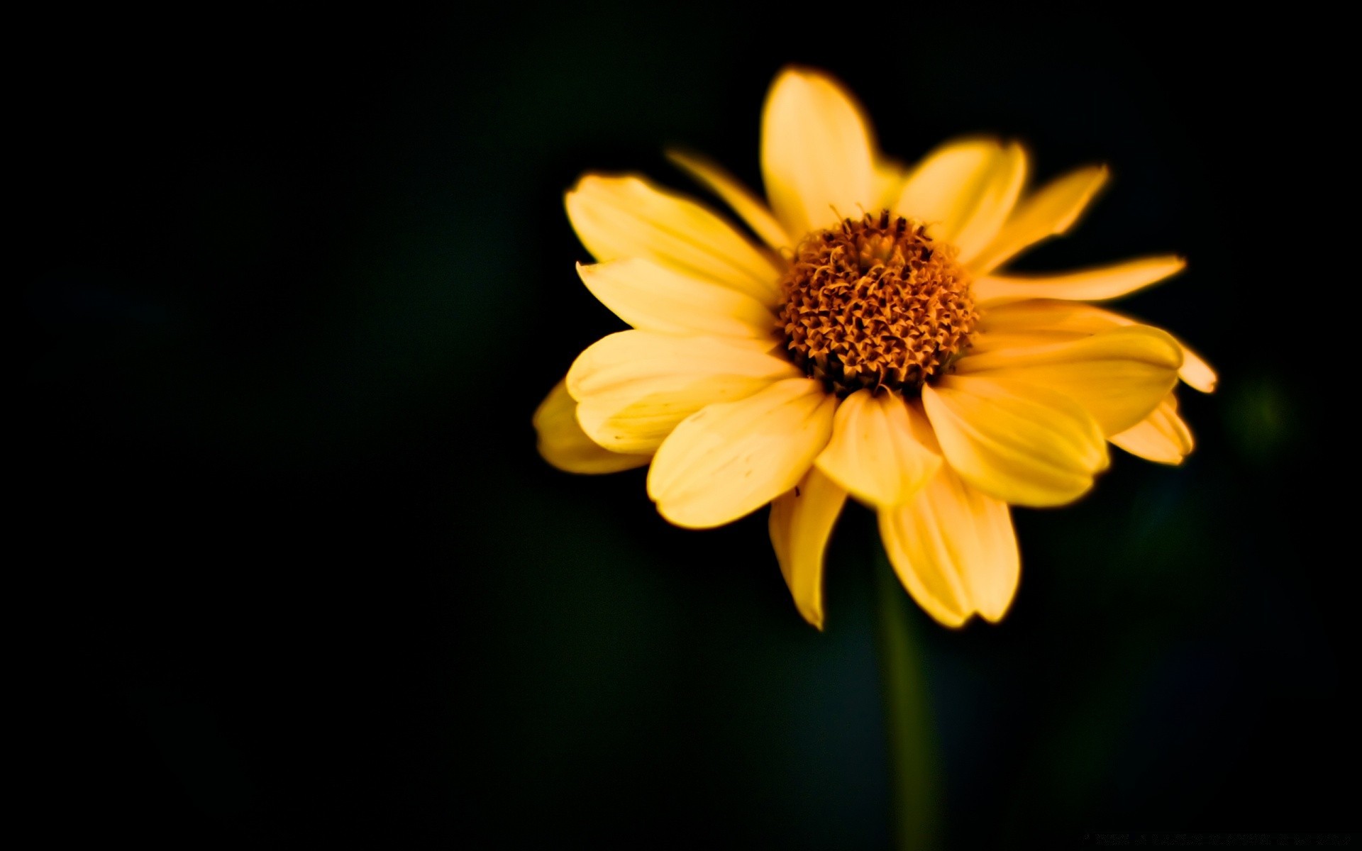 Одинокий цветок без смс