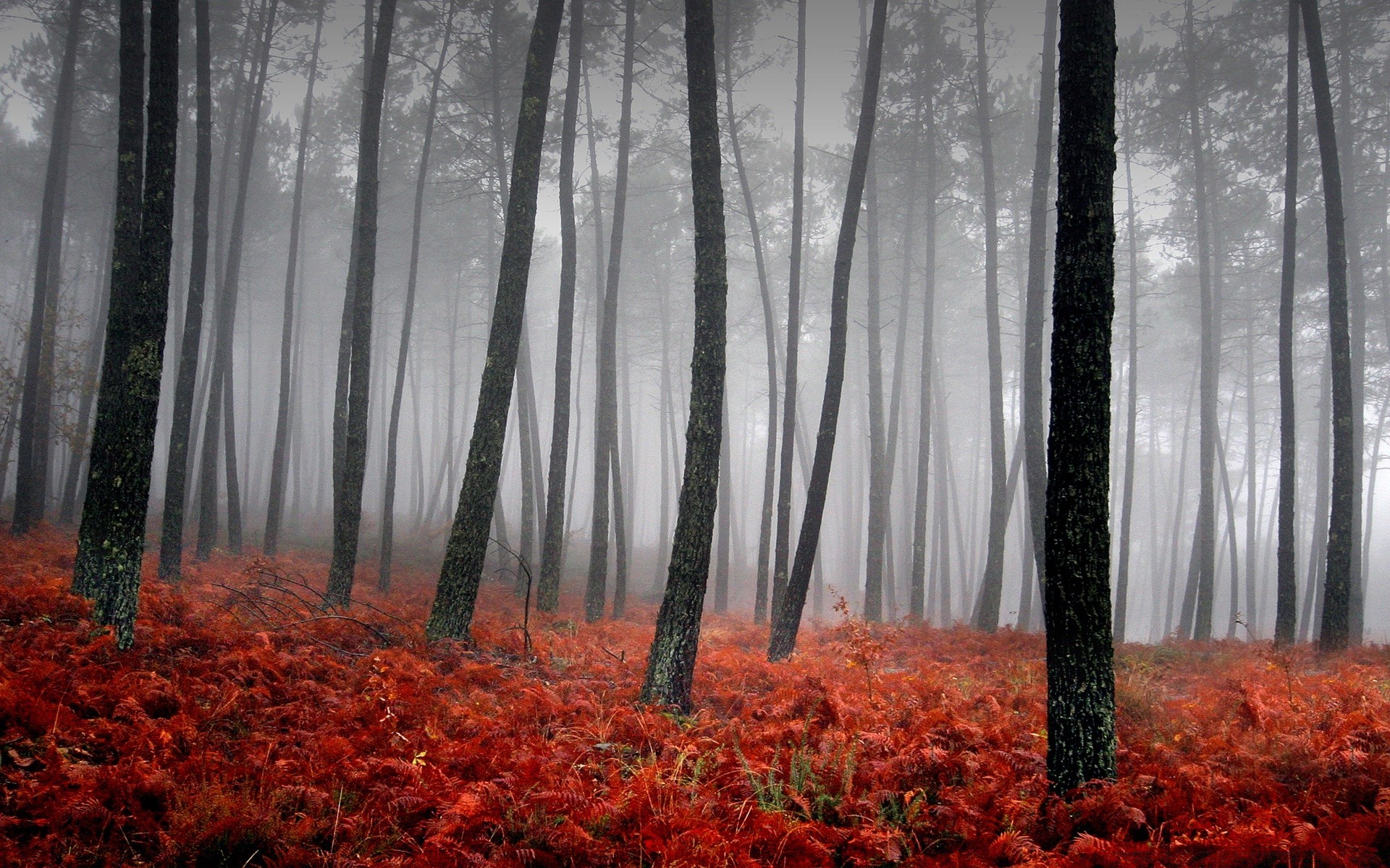 nero autunno legno foglia natura albero paesaggio stagione parco all aperto nebbia flora nebbia alba ambiente scenico luce del giorno bel tempo