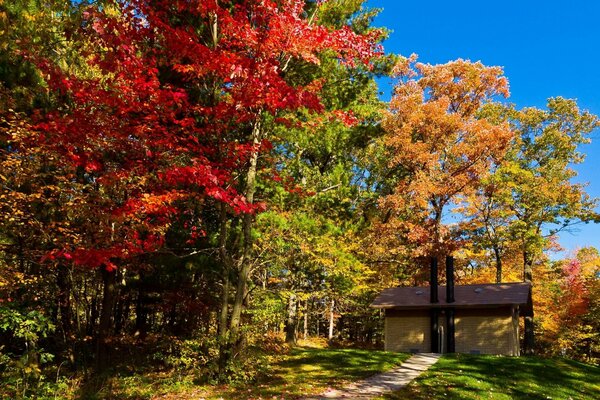 Autumn landscape of trees with yellow and red leaves