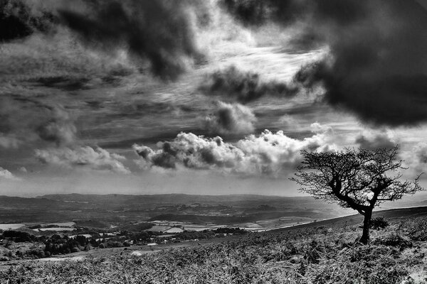 Blue sky, lonely tree