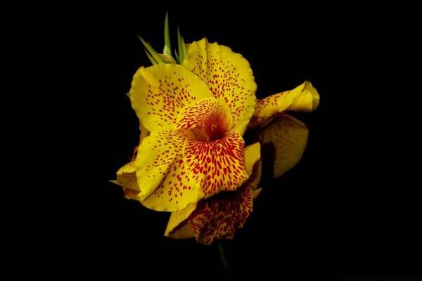 Yellow flower on a black background