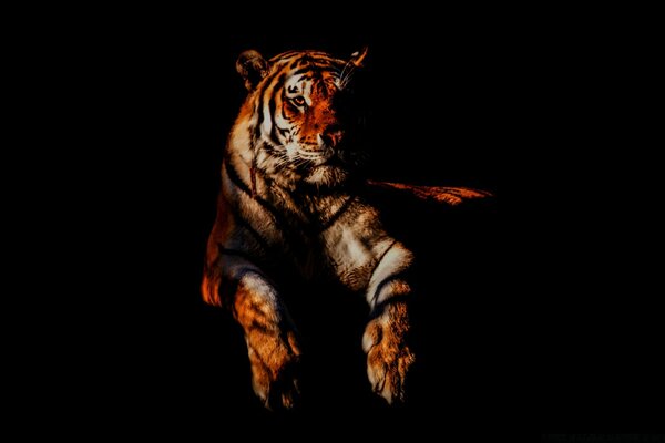 Riposa una tigre orgogliosa nell oscurità