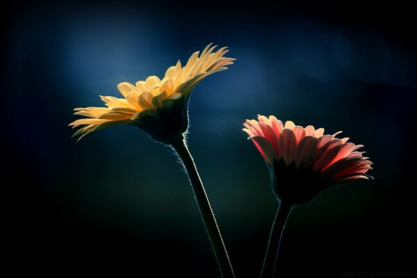 Gelbe und rote Blume auf dunkelblauem Hintergrund