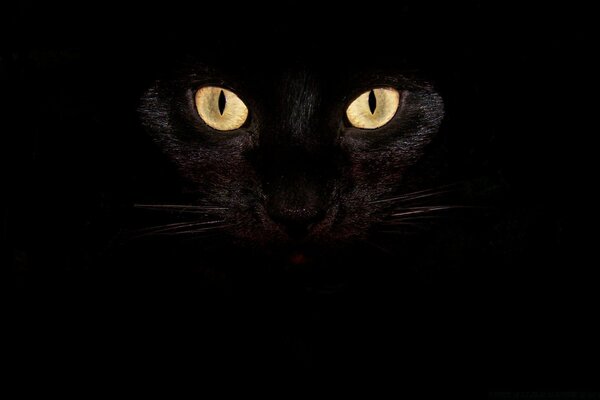 Yellow eyes of a cat from the darkness