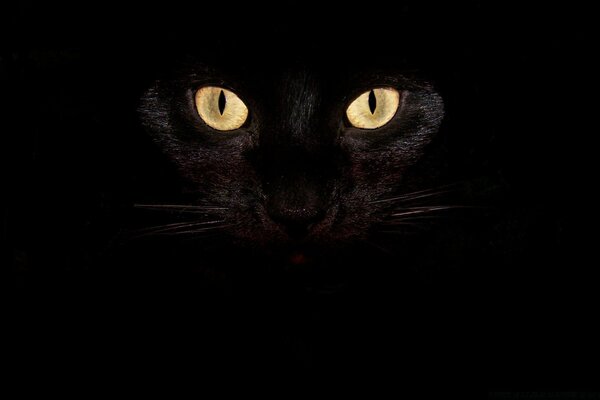 Occhi di gatto gialli dall oscurità