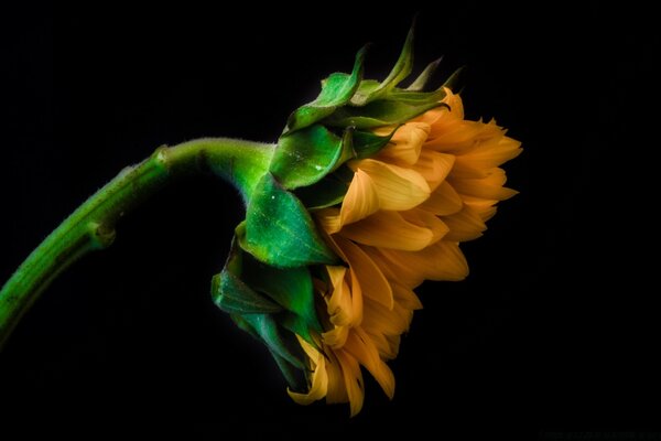 Yellow flower on a black background