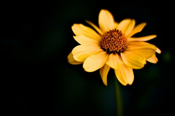 The flower is yellow on a black background