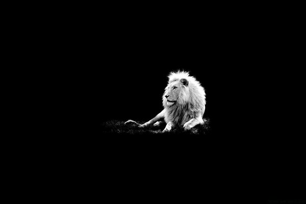 Lion majestueux sur fond noir