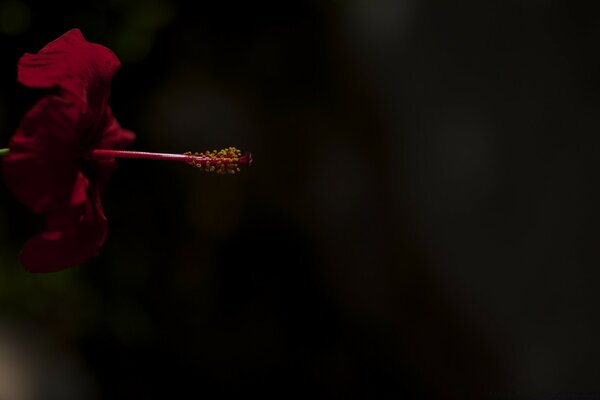 Witch on a broom on a black background