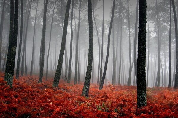 Arbres noirs dans la forêt brumeuse avec des feuilles orange