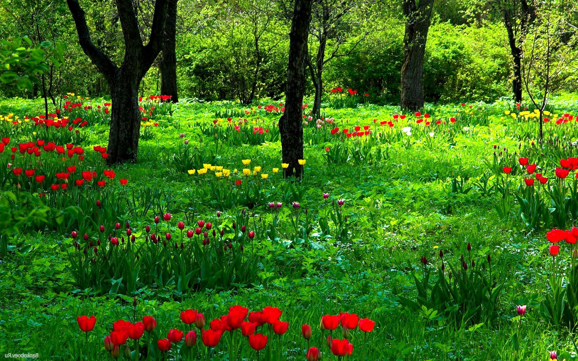 forêt fleur nature jardin herbe flore été feuille foin croissance champ poppy rural bluming paysage floral saison parc extérieur couleur